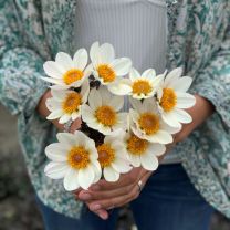 Dahliagria White