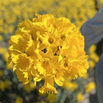 Narcissus Ballade