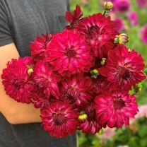 Dahlia Merlot Magic