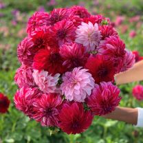Dahlia Sweet Nicole