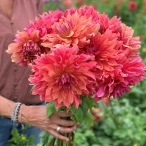 Dahlia Belle of Barmera