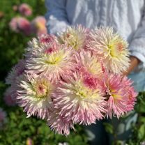 Dahlia Pinelands Princess