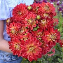 Dahlia Jowey Cherbourg