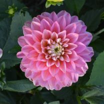 Melody Pink Allegro
