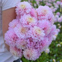 Dahlia Miracle Princess