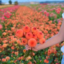 Dahlia Mirella