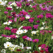 Pink Mix 5m2