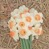 Daffodil Pink Charm