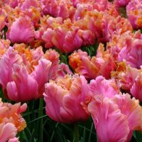 Tulip Amazing Parrot