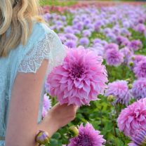 Dahlia Vassio Meggos