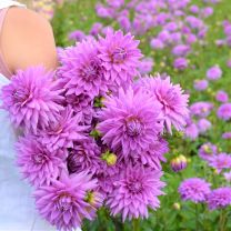 Dahlia Worton Blue Streak