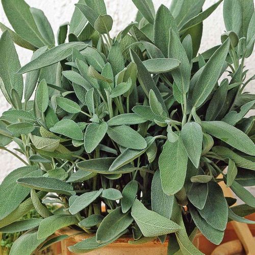 Sage