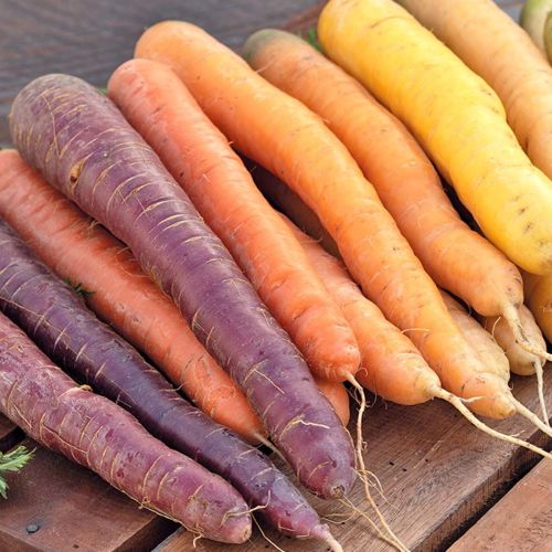Carrot Rainbow F1