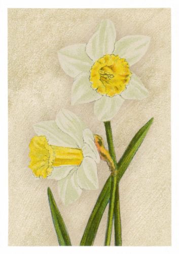 Daffodil Madame De Graaff
