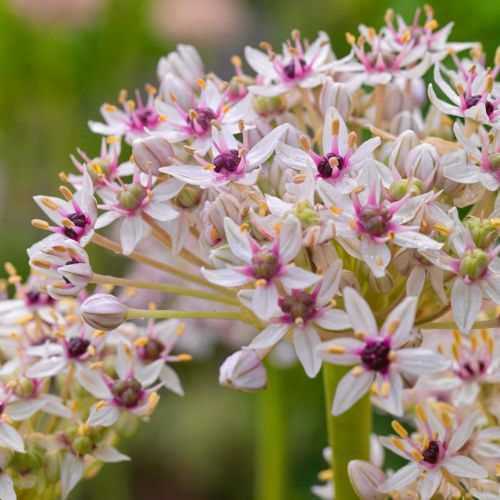 Allium Silver Spring 3 st.