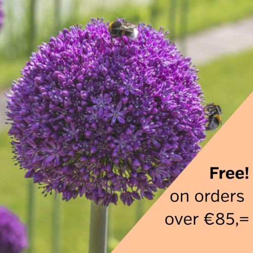 Allium Ambassador 1 st.