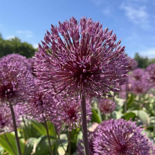 Allium Nevskianum pack of 10