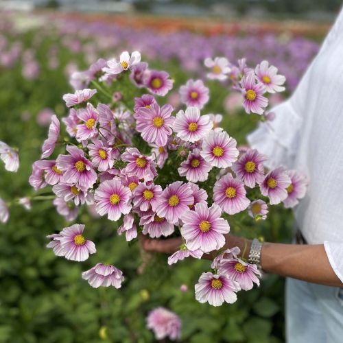Free Cosmos Sensation Day Dream