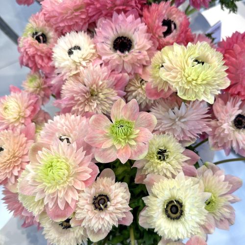 Anemone Levante Rosa Chiaro