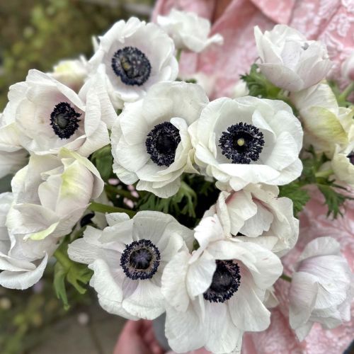 Anemone Mistral Plus Panda Bianco