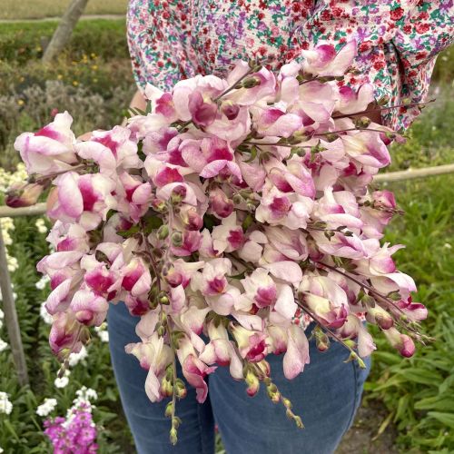 Antirrhinum Lucky Lips