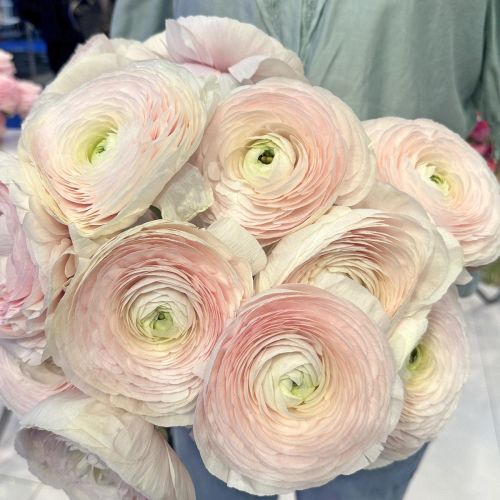 Ranunculus Cloni Succes Hanoi