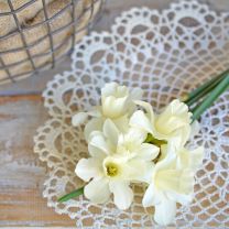 Daffodil Curlew