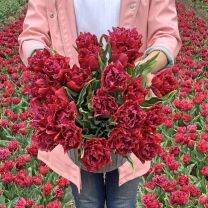 Tulip Cranberry Tristle