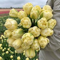 Double tulips Yukon