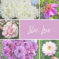 Mix Lilac Love