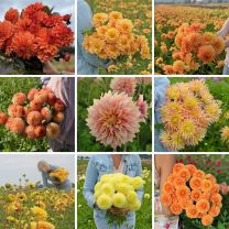 Picking Garden Mix - Yellow-Orange