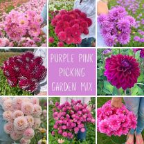 Mix Picking Garden - Purple pink *