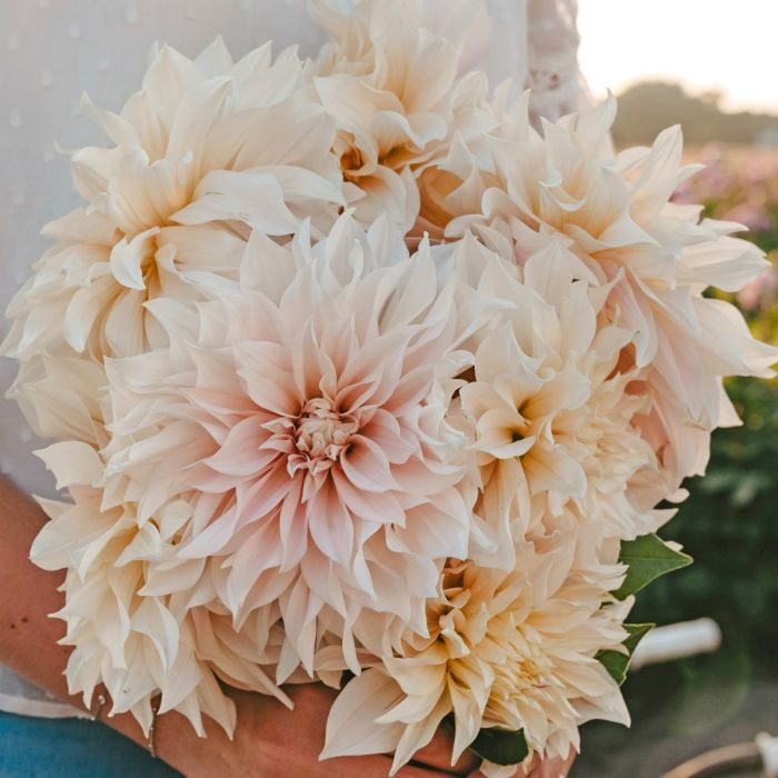 Dahlia Cafe Au Lait