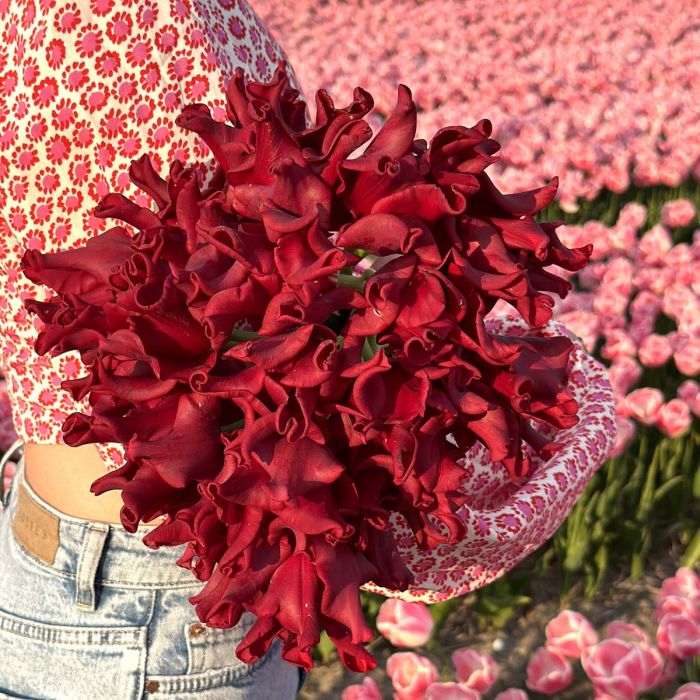 Tulip Red Dress stands on slender long stems swaying delightfully in the wind