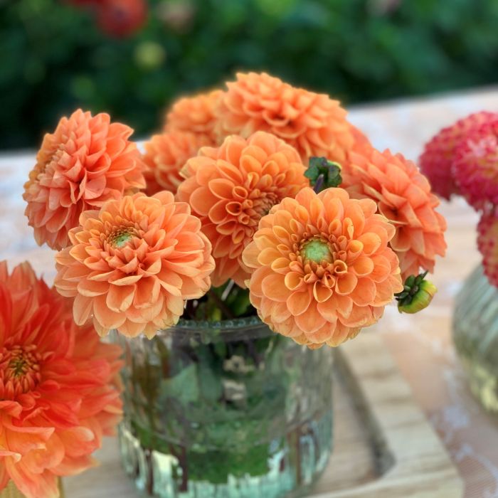 【名入れ無料】 Dahlia Sylvia, top quality dahlia tubers directly from our タオル・ハンカチ