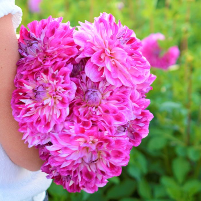 Dahlia Optic Illusion - top quality dahlia tubers - FAM