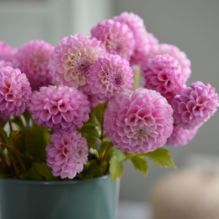Zippity Do Da | Swan Dahlias