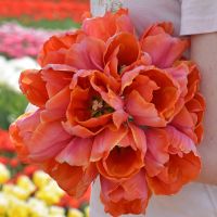 Tulip Ad Rem Parrot