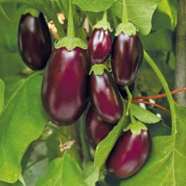 eggplantページ Millionaire Hybrid Eggplant Seeds - Burpee
