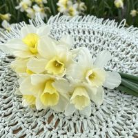 Narcissus Curlew