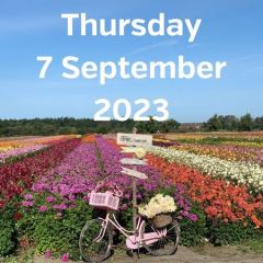 Visit dahlia fields 7 September 2023