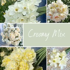 Creamy Mix