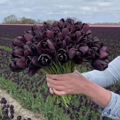 Black Tulip Paul Schrerer