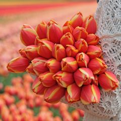 Orange tulip Royal Ad Rem