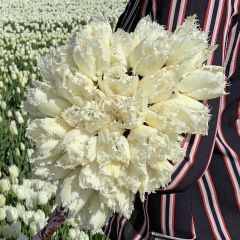 Fringed white tulip Noordeinde