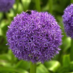 Free Allium Globemaster