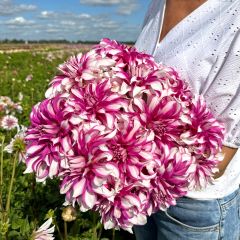 Dahlia Radegast