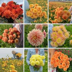 Picking Garden Mix - Yellow-Orange