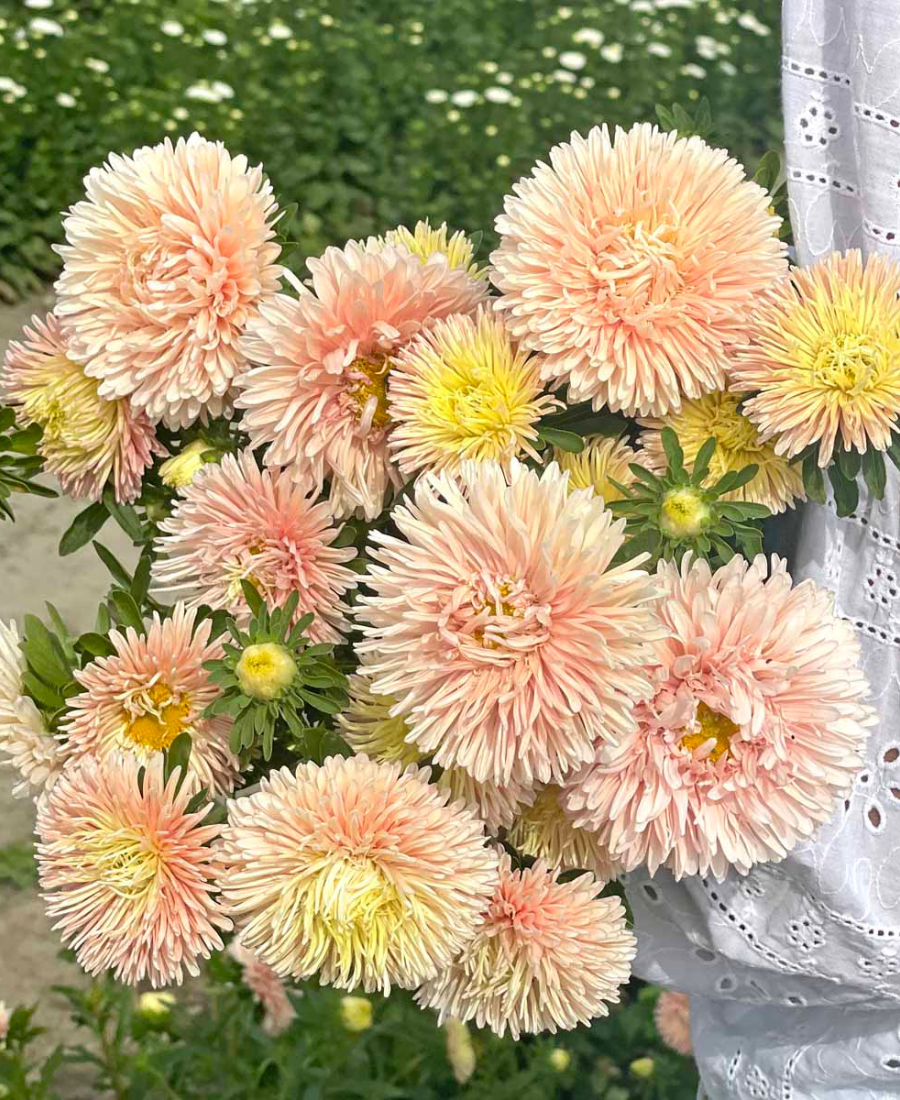 Aster Apricot