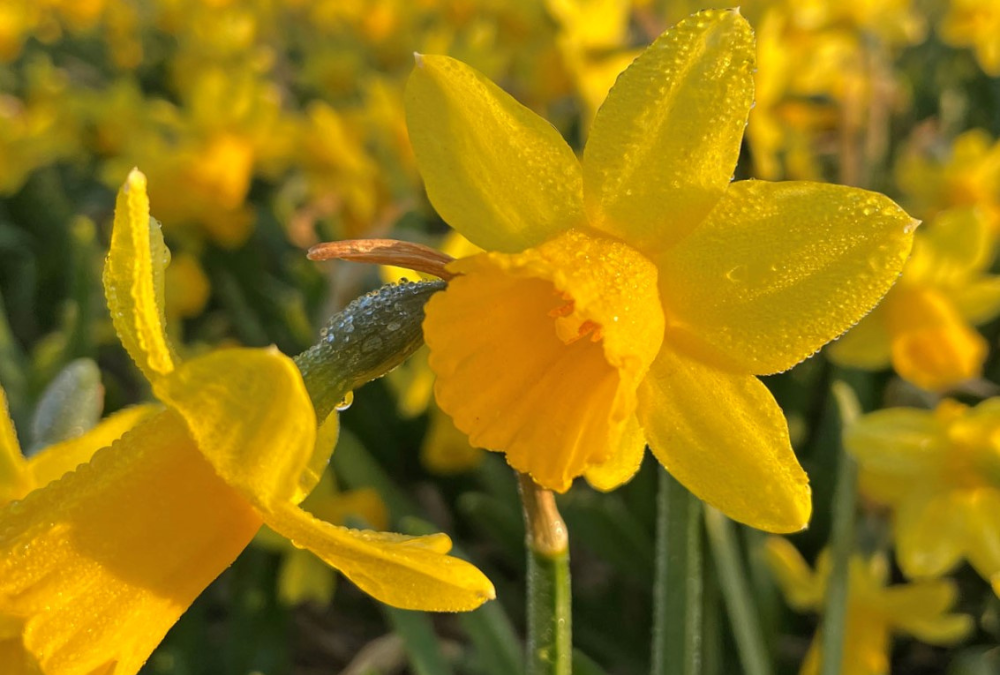 Planting tulip bulbs yellow